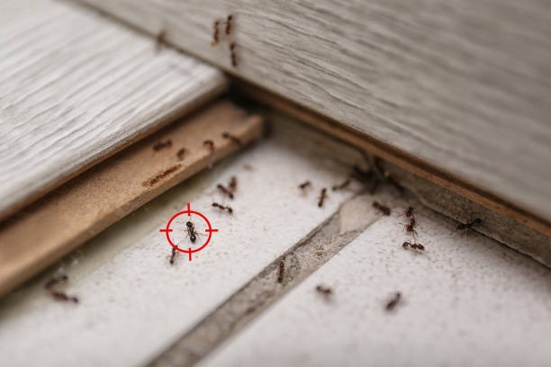 Best Pest Control for Businesses  in Mascot, TN