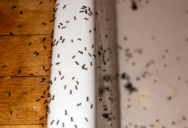 Best Pest Removal Services  in Mascot, TN