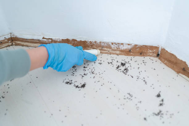 Best Best Pest Control Companies  in Mascot, TN