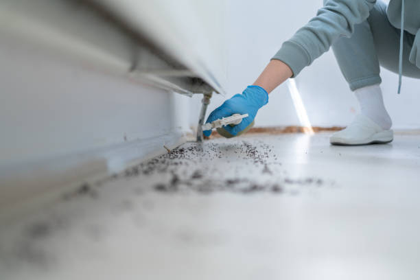 Best Affordable Pest Control Services  in Mascot, TN